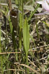 Rose pogonia <BR>Snakemouth orchid